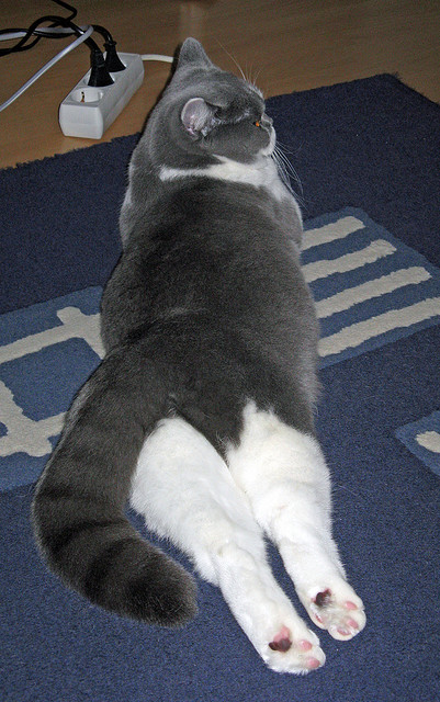 冰与火之歌，深圳队粉碎太阳神话，戈贝尔抢七夜化身禁区主宰